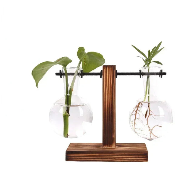 Hydroponic Glass Plant Terrarium