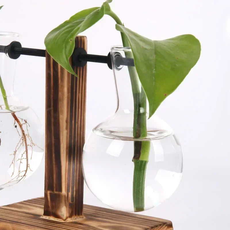 Hydroponic Glass Plant Terrarium