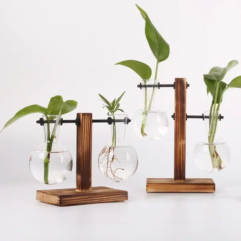 Hydroponic Glass Plant Terrarium