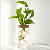 Hydroponic Glass Planter Vase