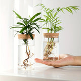 Hydroponic Glass Planter Vase