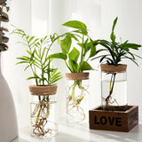 Hydroponic Glass Planter Vase