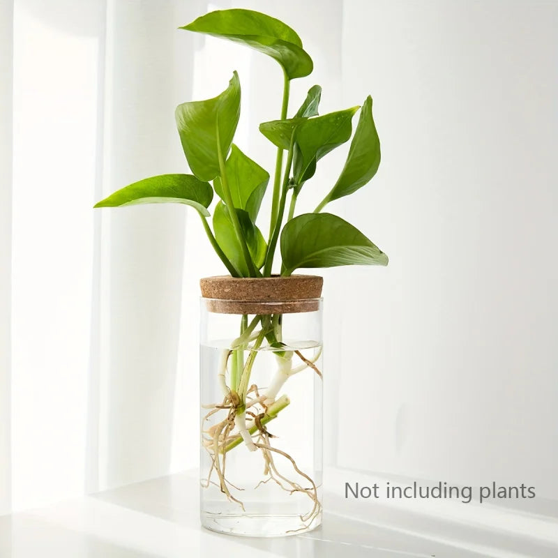 Hydroponic Glass Planter Vase