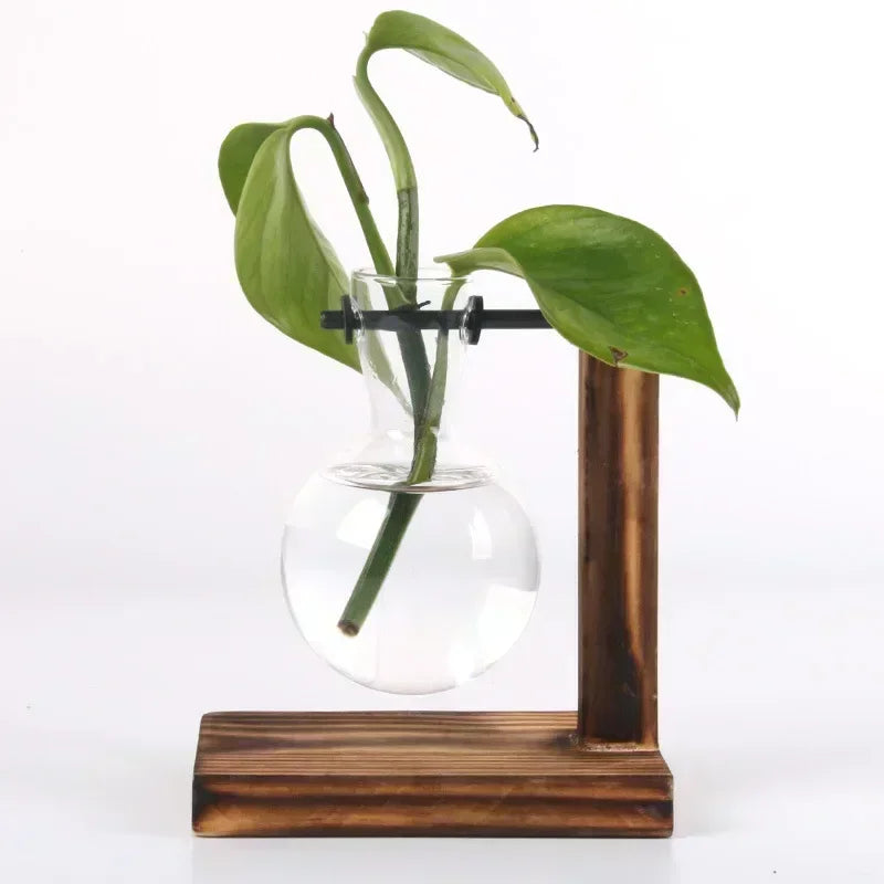 Hydroponic Glass Plant Terrarium